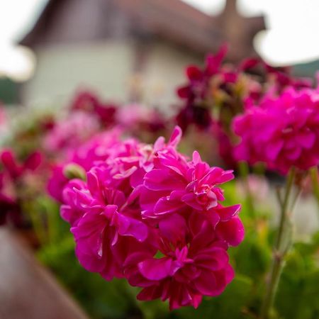 Old Bakery House Apartment Sinaia Luaran gambar